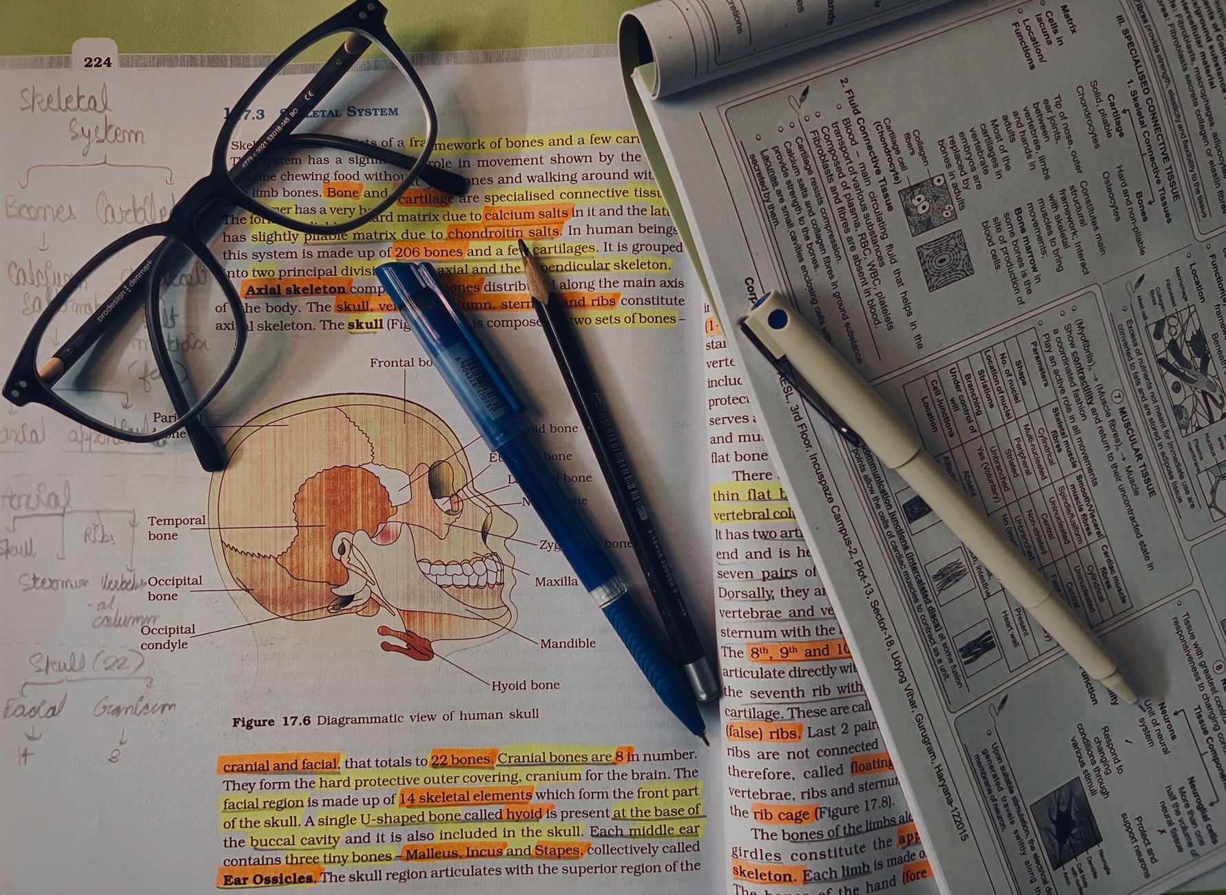Skeletal system study materials of the kind used to revise for the HESI A2 anatomy section